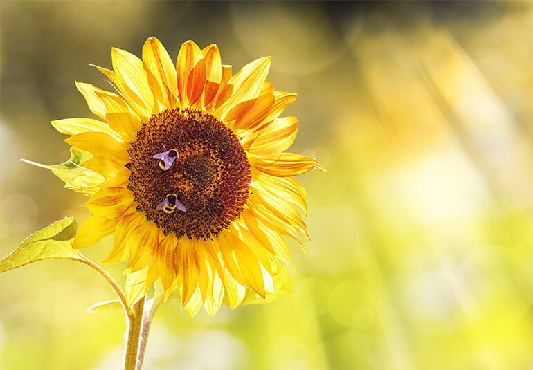 Bild einer Sonnenblume mit Hummeln